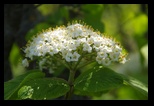 Ivanovo -25-04-2015 - Bogdan Balaban